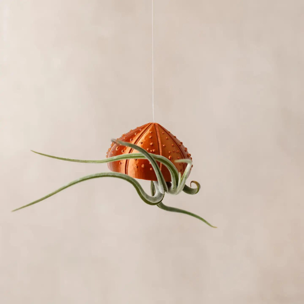 Air plant Seashell